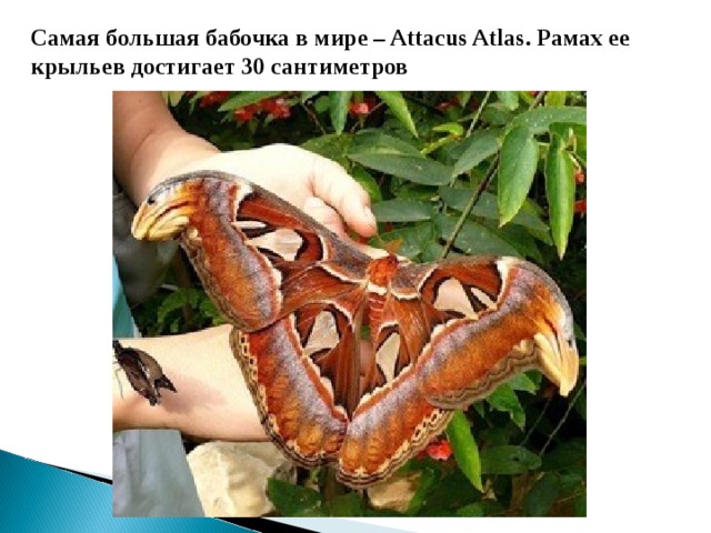 Самая большая бабочка в мире – Attacus Atlas. Рамах ее крыльев достигает 30 сантиметров