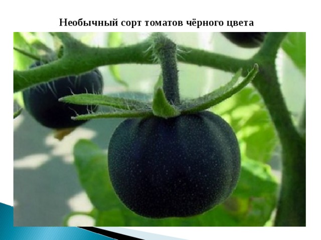 Необычный сорт томатов чёрного цвета