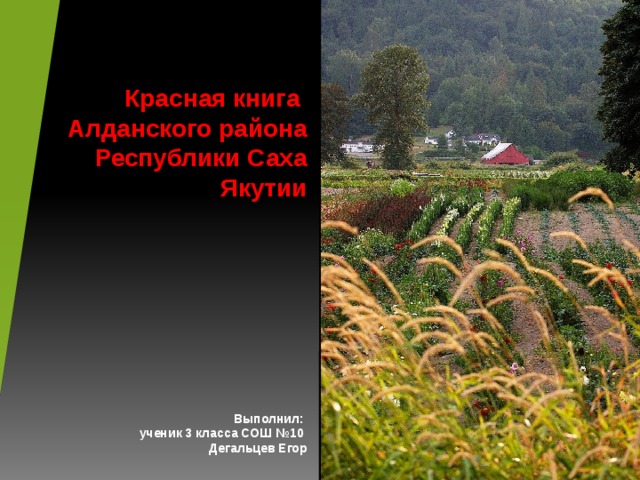 Красная книга Алданского района Республики Саха Якутии           Выполнил: ученик 3 класса СОШ №10 Дегальцев Егор