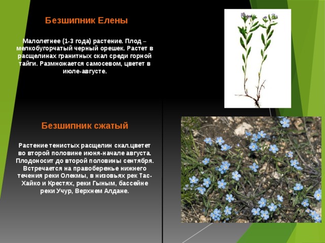 Безшипник Елены  Малолетнее (1-3 года) растение. Плод – мелкобугорчатый черный орешек. Растет в расщелинах гранитных скал среди горной тайги. Размножается самосевом, цветет в июле-августе.       Безшипник сжатый  Растение тенистых расщелин скал.цветет во второй половине июня-начале августа. Плодоносит до второй половины сентября. Встречается на правобережье нижнего течения реки Олекмы, в низовьях рек Тас-Хайко и Крестях, реки Гыным, бассейне реки Учур, Верхнем Алдане.