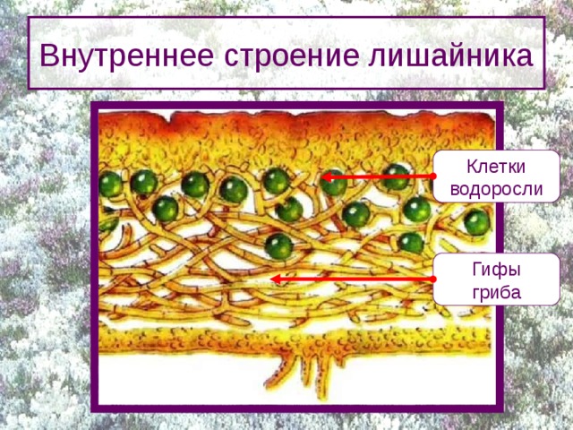 Внутреннее строение лишайника Клетки  водоросли Гифы  гриба
