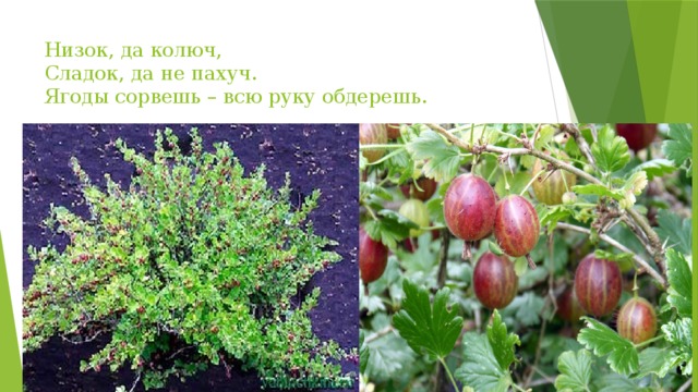 Низок, да колюч,  Сладок, да не пахуч.  Ягоды сорвешь – всю руку обдерешь.