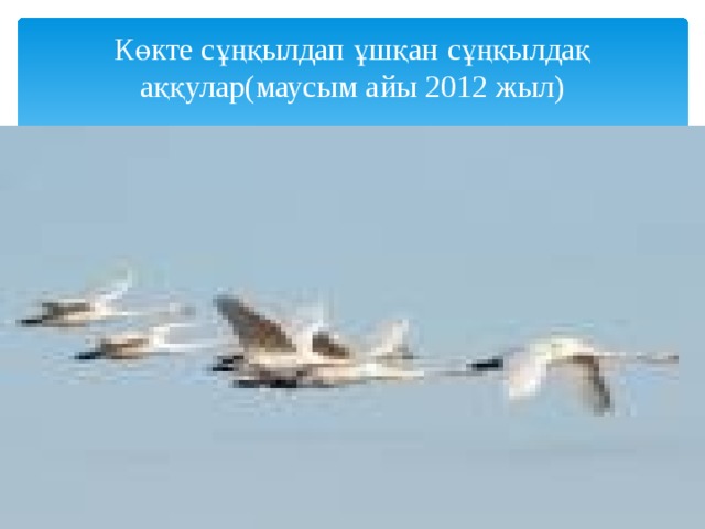 Көкте сұңқылдап ұшқан сұңқылдақ аққулар(маусым айы 2012 жыл)