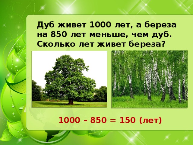 Дуб живет 1000 лет, а береза на 850 лет меньше, чем дуб. Сколько лет живет береза? 1000 – 850 = 150 (лет)