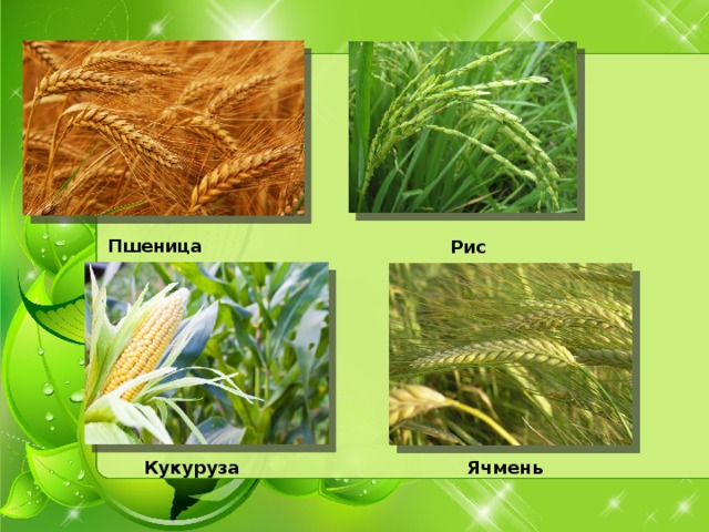 Пшеница Рис Кукуруза Ячмень