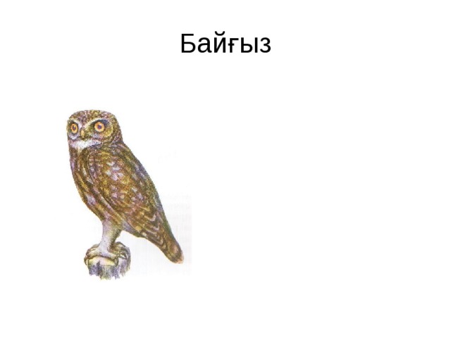 Байғыз