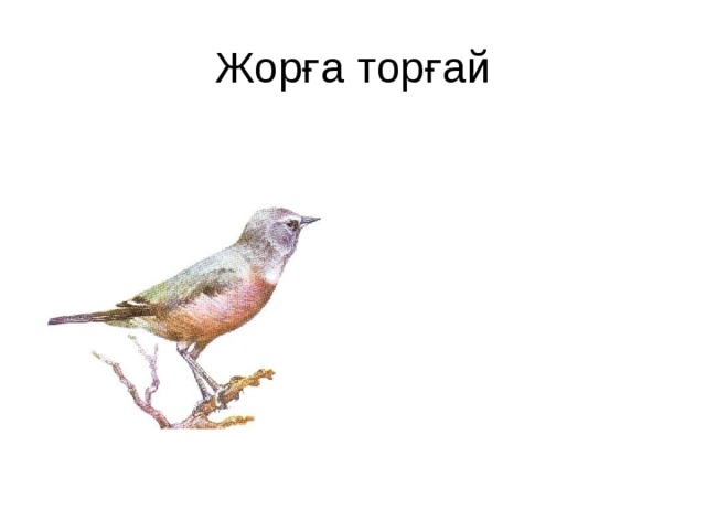 Жорға торғай