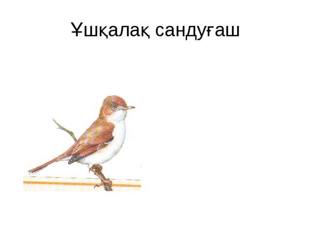 Ұшқалақ сандуғаш