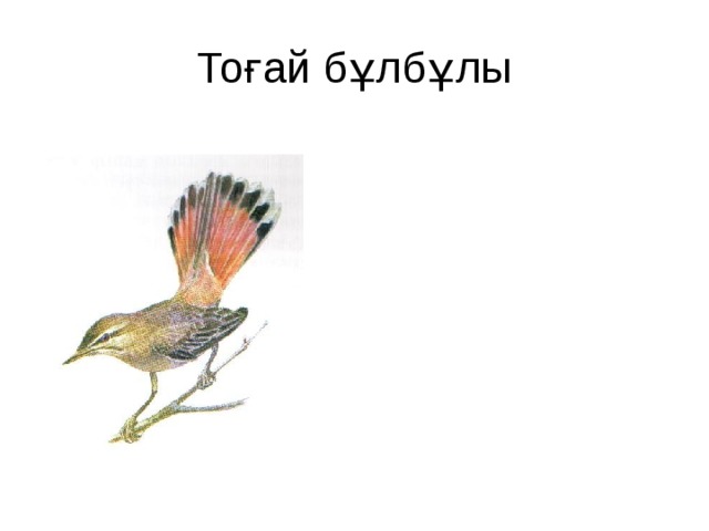 Тоғай бұлбұлы