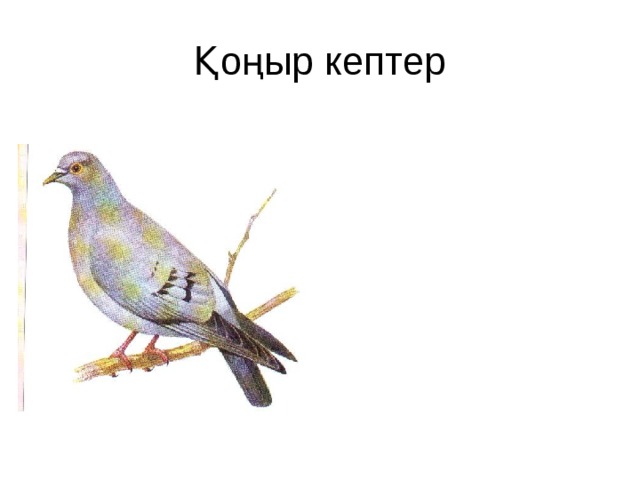 Қоңыр кептер