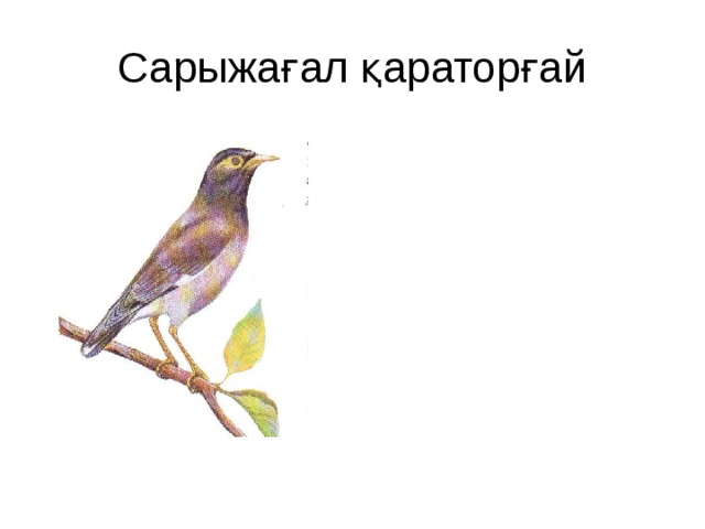 Сарыжағал қараторғай