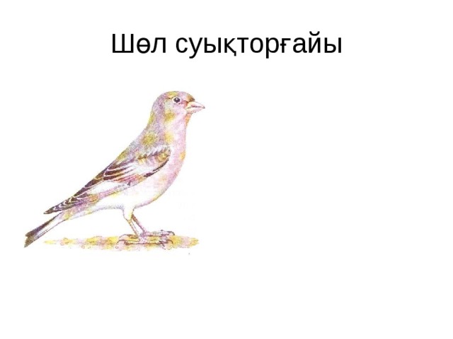 Шөл суықторғайы