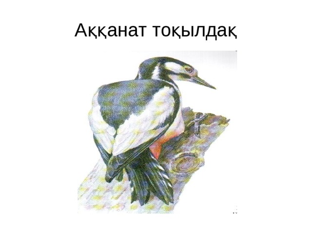 Аққанат тоқылдақ