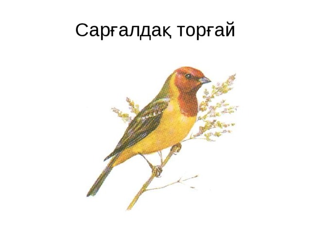 Сарғалдақ торғай