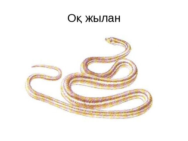 Оқ жылан