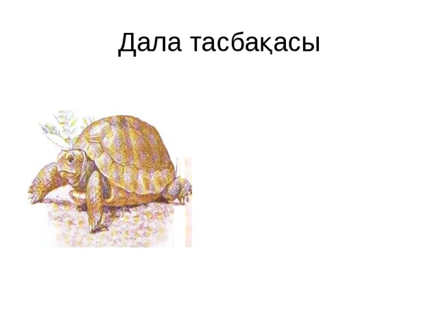 Дала тасбақасы