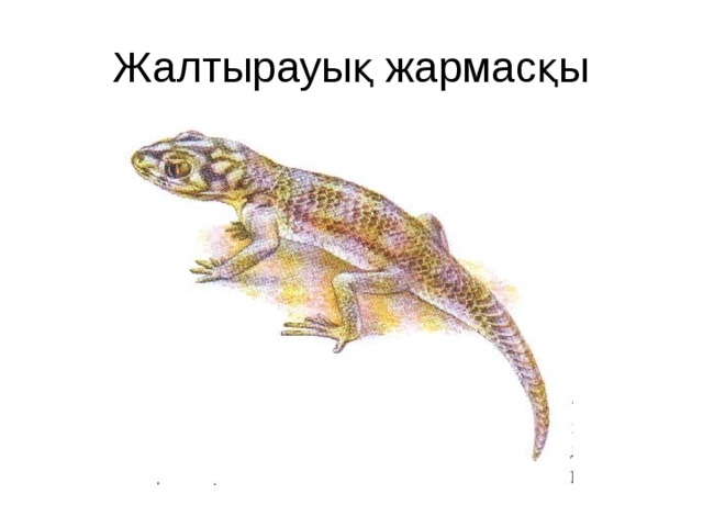 Жалтырауық жармасқы