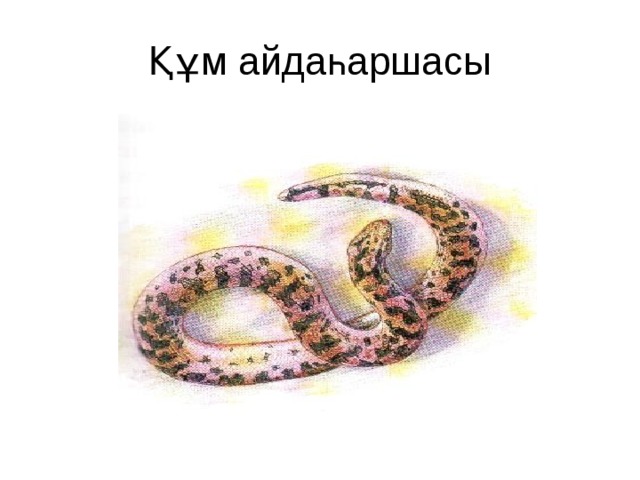 Құм айдаһаршасы