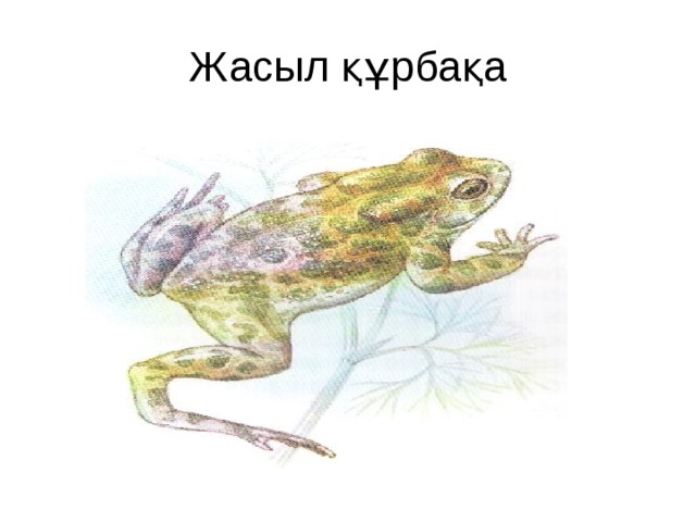 Жасыл құрбақа