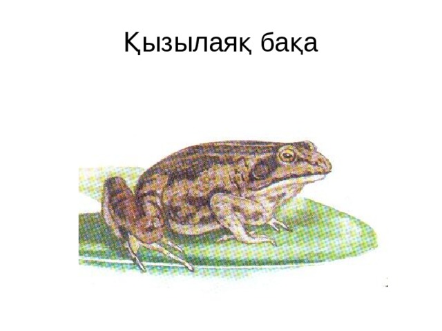 Қызылаяқ бақа