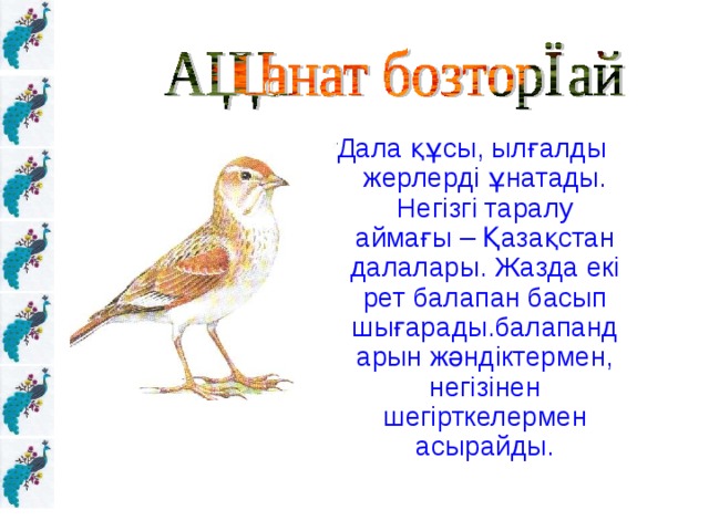 Дала құсы, ылғалды жерлерді ұнатады. Негізгі таралу аймағы – Қазақстан далалары. Жазда екі рет балапан басып шығарады.балапандарын жәндіктермен, негізінен шегірткелермен асырайды.