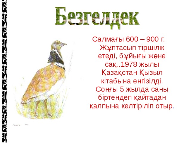 Салмағы 600 – 900 г. Жұптасып тіршілік етеді, бұйығы және сақ..1978 жылы Қазақстан Қызыл кітабына енгізілді. Соңғы 5 жылда саны біртендеп қайтадан қалпына келтіріліп отыр .