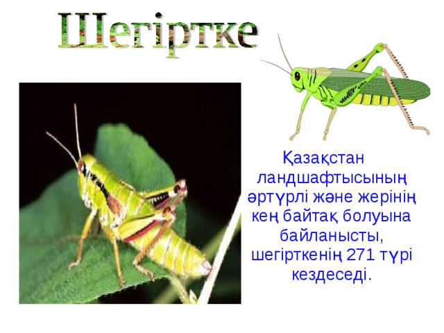 Қазақстан ландшафтысының әртүрлі және жерінің кең байтақ болуына байланысты, шегірткенің 271 түрі кездеседі .