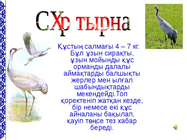 Құстың салмағы 4 – 7 кг. Бұл ұзын сирақты, ұзын мойынды құс орманды далалы аймақтарды балшықты жерлер мен ылғал шабындықтарды мекендейді.Топ қоректеніп жатқан кезде, бір немесе екі құс айналаны бақылап, қауіп төңсе тез хабар береді.