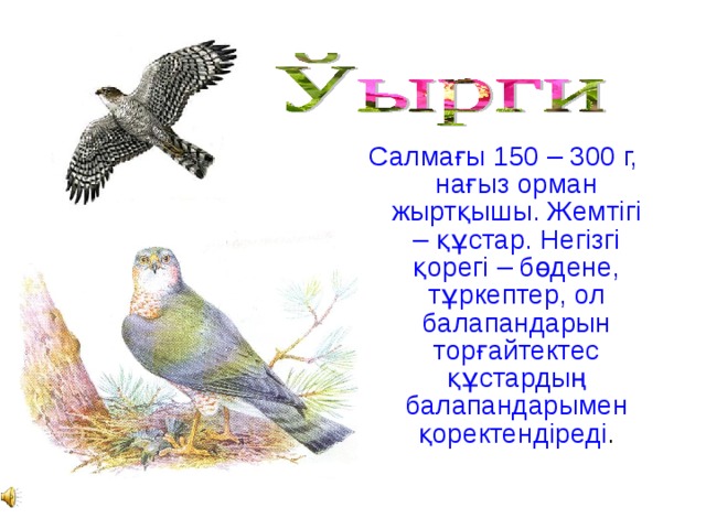 Салмағы 150 – 300 г, нағыз орман жыртқышы. Жемтігі – құстар. Негізгі қорегі – бөдене, тұркептер, ол балапандарын торғайтектес құстардың балапандарымен қоректендіреді .