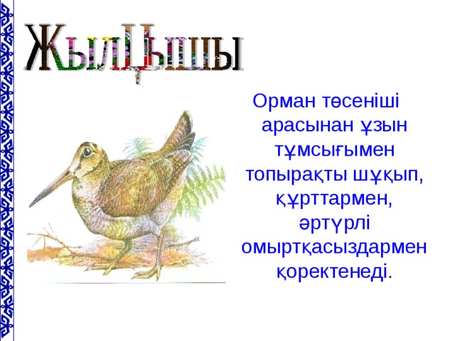 Орман төсеніші арасынан ұзын тұмсығымен топырақты шұқып, құрттармен, әртүрлі омыртқасыздармен қоректенеді.