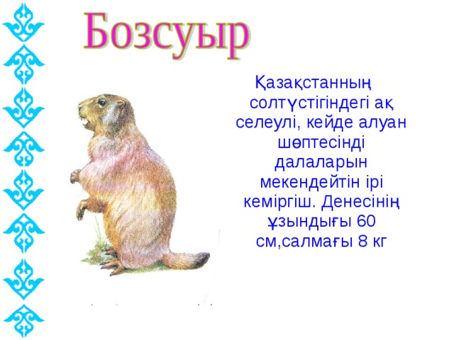 Қазақстанның солтүстігіндегі ақ селеулі, кейде алуан шөптесінді далаларын мекендейтін ірі кеміргіш. Денесінің ұзындығы 60 см,салмағы 8 кг