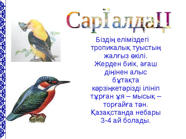 Біздің еліміздегі тропикалық туыстың жалғыз өкілі. Жерден биік, ағаш діңінен алыс бұтақта кәрзіңкетәрізді ілініп тұрған ұя – мысық – торғайға тән. Қазақстанда небары 3-4 ай болады.