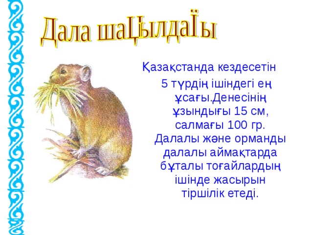 Қазақстанда кездесетін  5 түрдің ішіндегі ең ұсағы.Денесінің ұзындығы 15 см, салмағы 100 гр. Далалы және орманды далалы аймақтарда бұталы тоғайлардың ішінде жасырын тіршілік етеді.