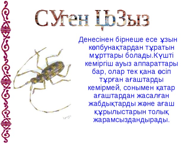 Денесінен бірнеше есе ұзын көпбунақтардан тұратын мұрттары болады.Күшті кеміргіш ауыз аппараттары бар, олар тек қана өсіп тұрған ағаштарды кемірмей, сонымен қатар ағаштардан жасалған жабдықтарды және ағаш құрылыстарын толық жарамсыздандырады.