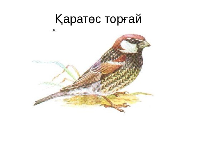 Қаратөс торғай