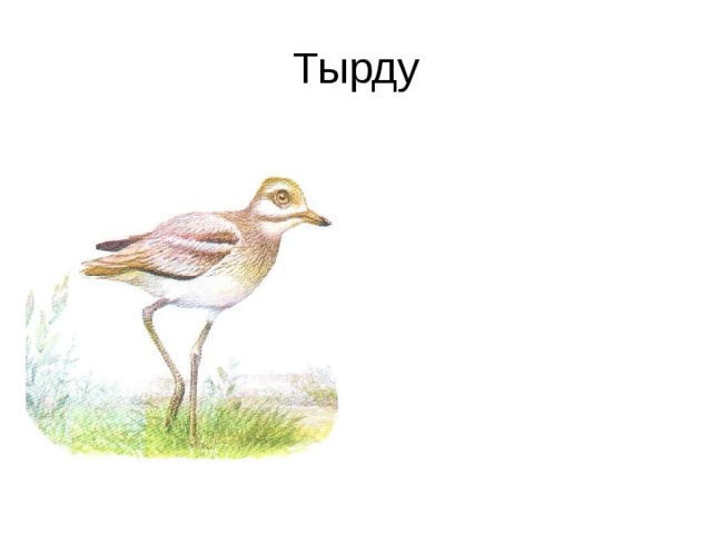 Тырду