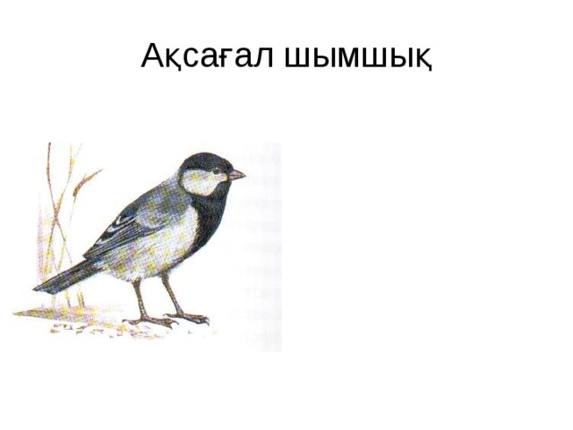 Ақсағал шымшық