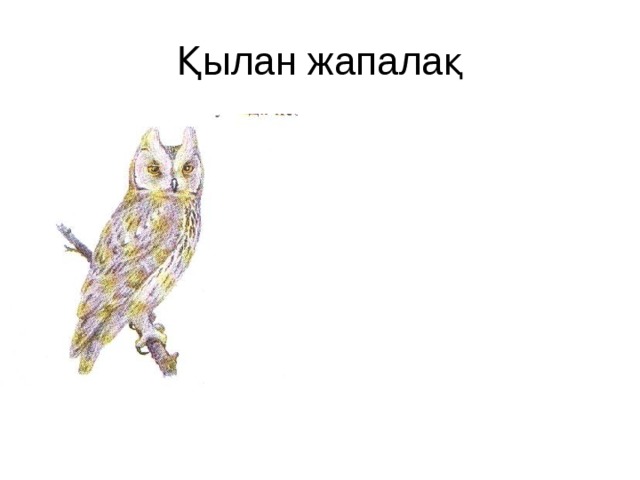 Қылан жапалақ