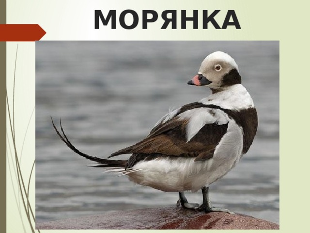 МОРЯНКА