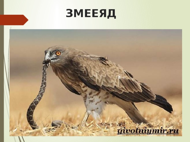 ЗМЕЕЯД