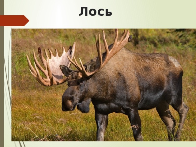 Лось