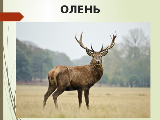 ОЛЕНЬ