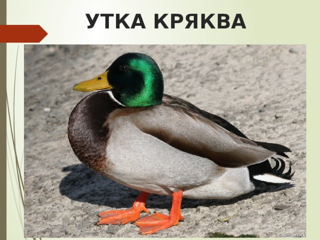 УТКА КРЯКВА