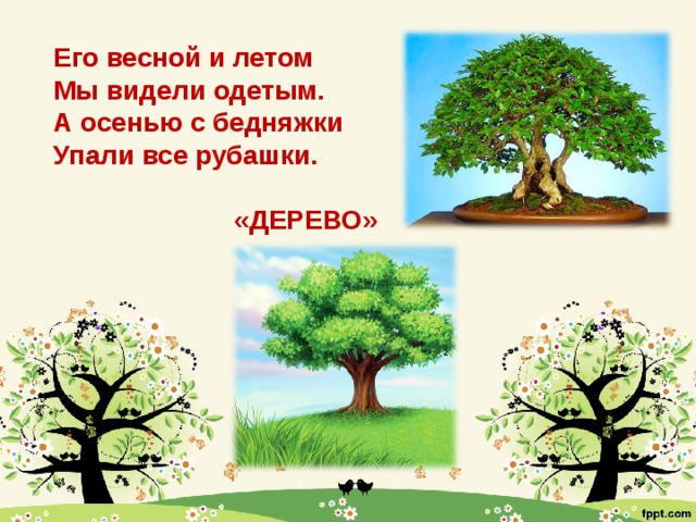 Его весной и летом Мы видели одетым. А осенью с бедняжки Упали все рубашки.   «ДЕРЕВО»