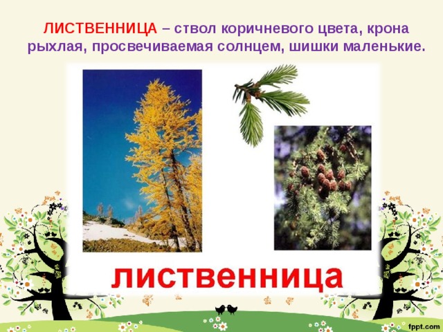 ЛИСТВЕННИЦА – ствол коричневого цвета, крона рыхлая, просвечиваемая солнцем, шишки маленькие.