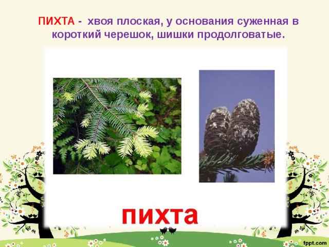 ПИХТА -  хвоя плоская, у основания суженная в короткий черешок, шишки продолговатые.