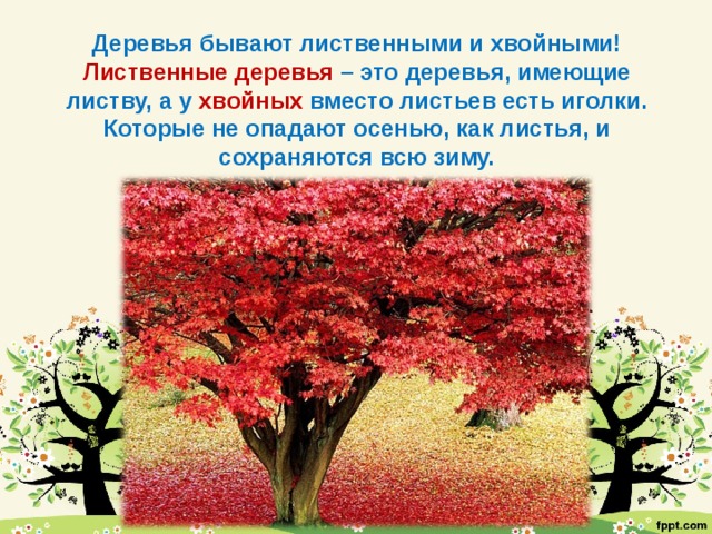 Деревья бывают лиственными и хвойными!  Лиственные деревья – это деревья, имеющие листву, а у хвойных вместо листьев есть иголки. Которые не опадают осенью, как листья, и сохраняются всю зиму.