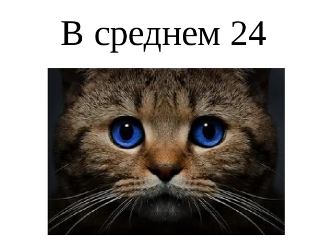 В среднем 24