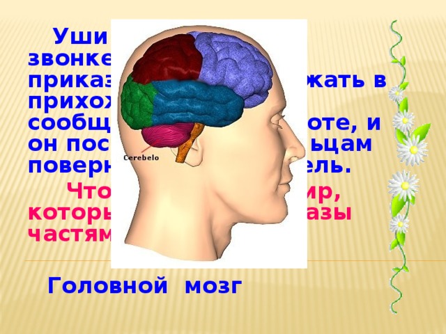 Уши донесли ему о звонке в дверь, и он приказал ногам побежать в прихожую. Глаза сообщили ему о темноте, и он послал приказ пальцам повернуть выключатель.  Что это за командир, который отдает приказы частям тела? Головной мозг