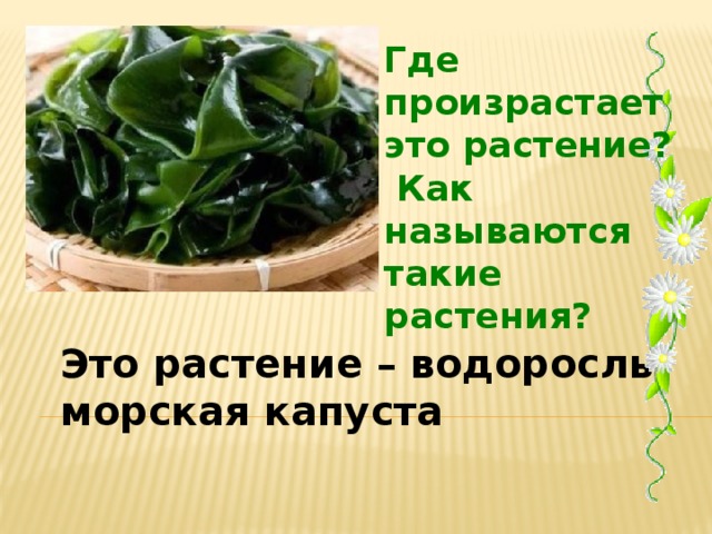 Где произрастает это растение? Как называются такие растения? Это растение – водоросль, морская капуста